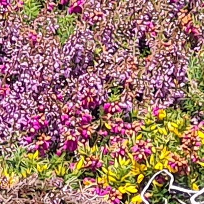 Fleurs d'Ouessant