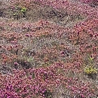 Les couleurs d'Ouessant