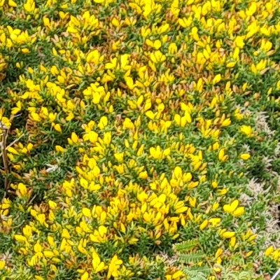 Fleurs d'Ouessant